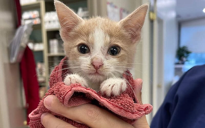 Kitten Wrapped In Towel