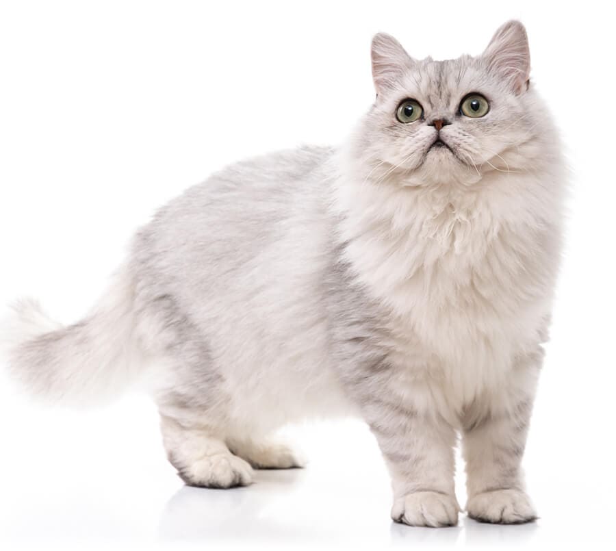 white fuzzy cat isolated from background