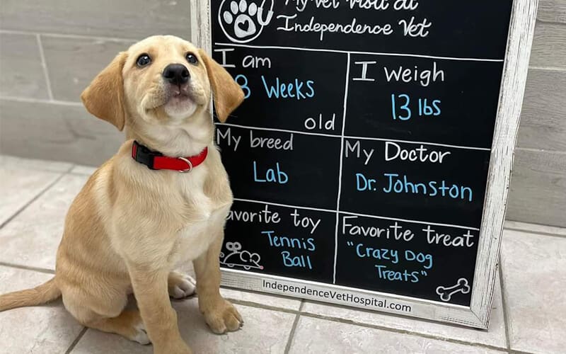 Puppy At Exam With Chalkboard